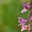 České orchideje - květen 2012